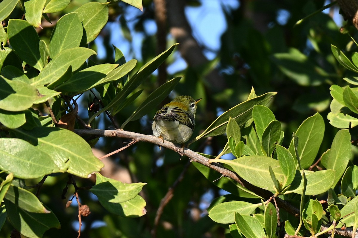 Northern Parula - ML647707633