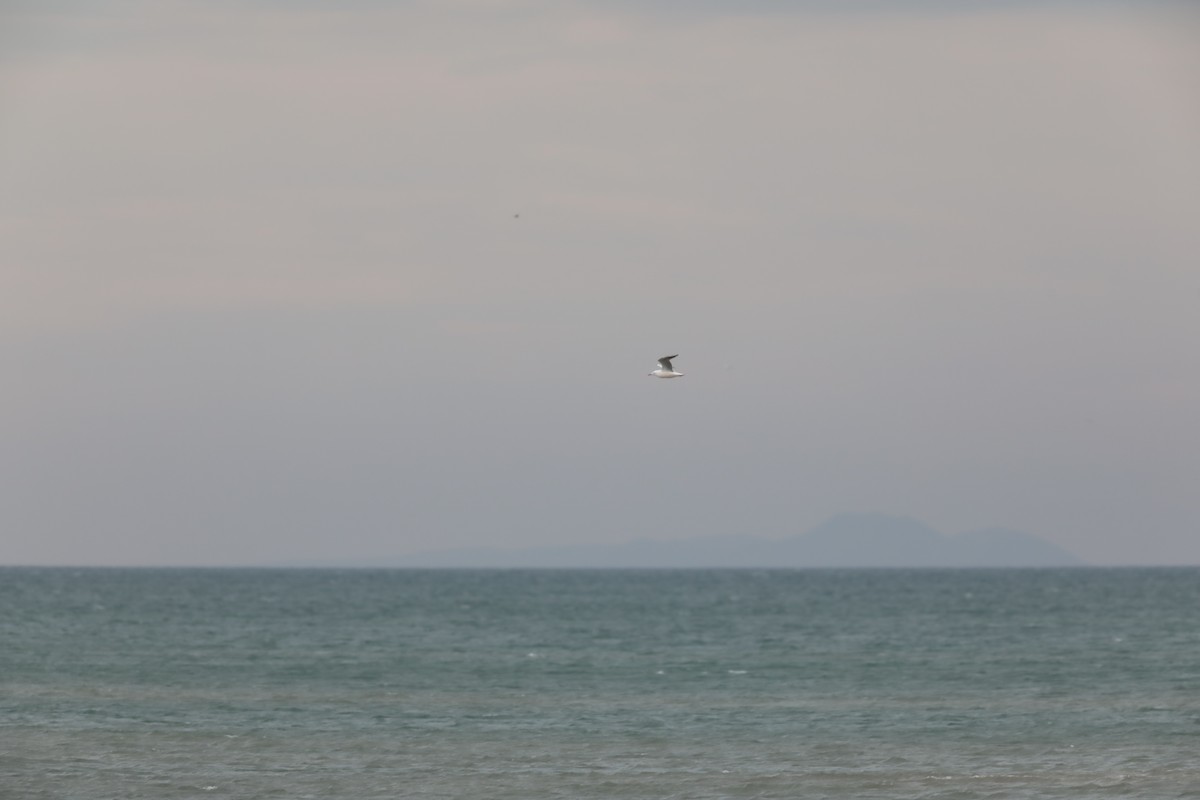 Морской голубок - ML647707634