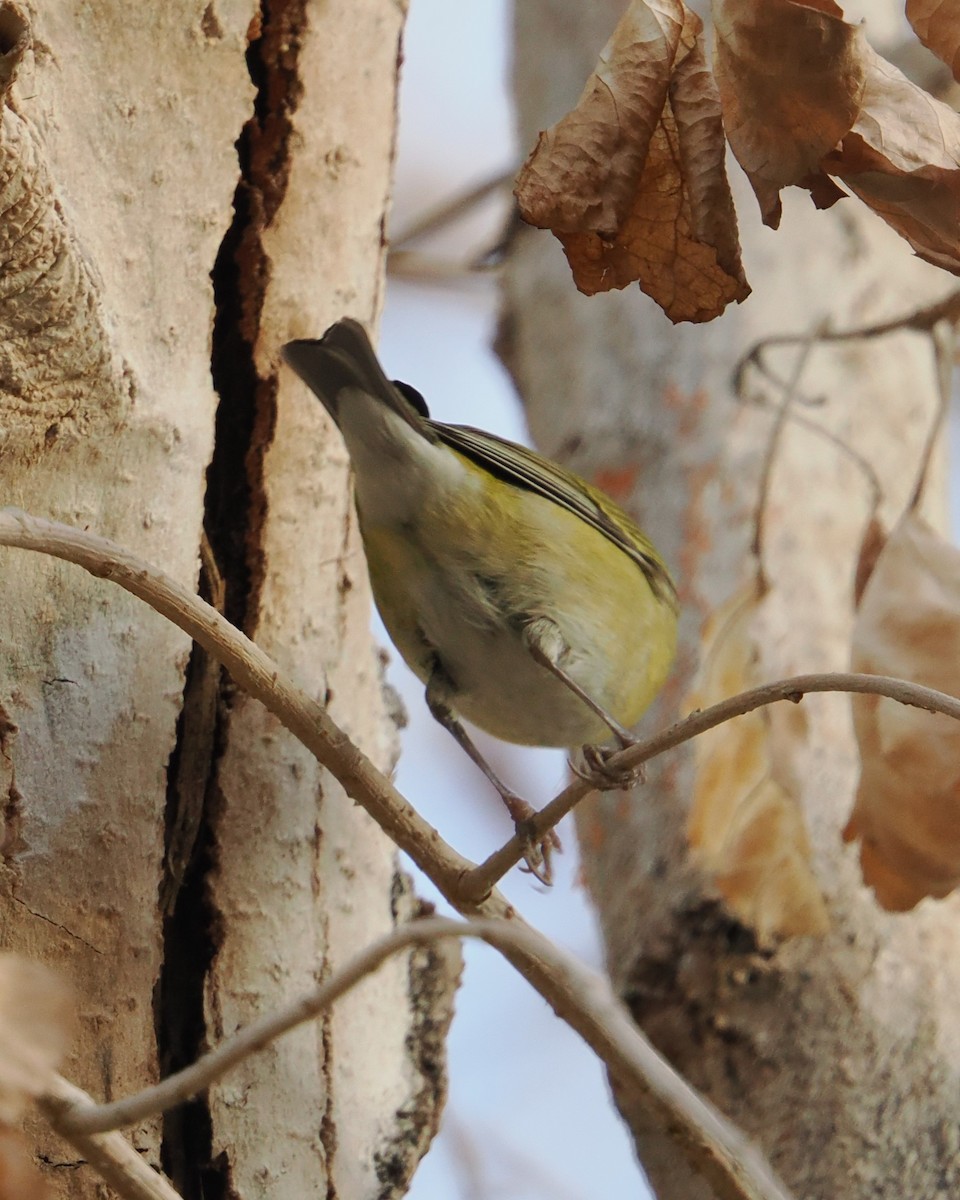 Tennessee Warbler - ML647707636