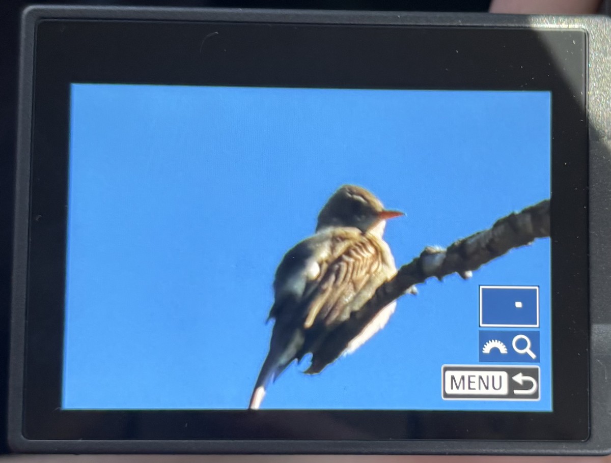 Greater Pewee - ML647707647