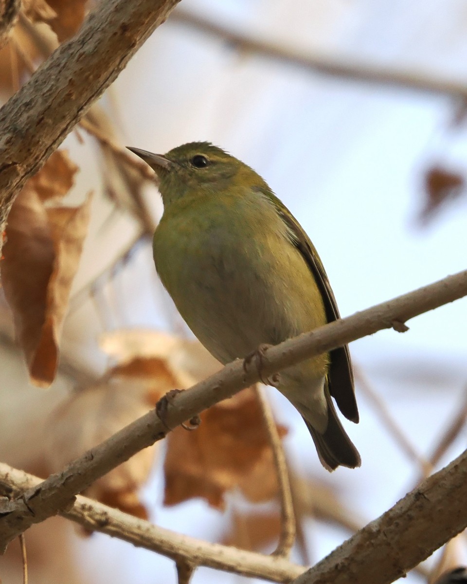 Tennessee Warbler - ML647707651