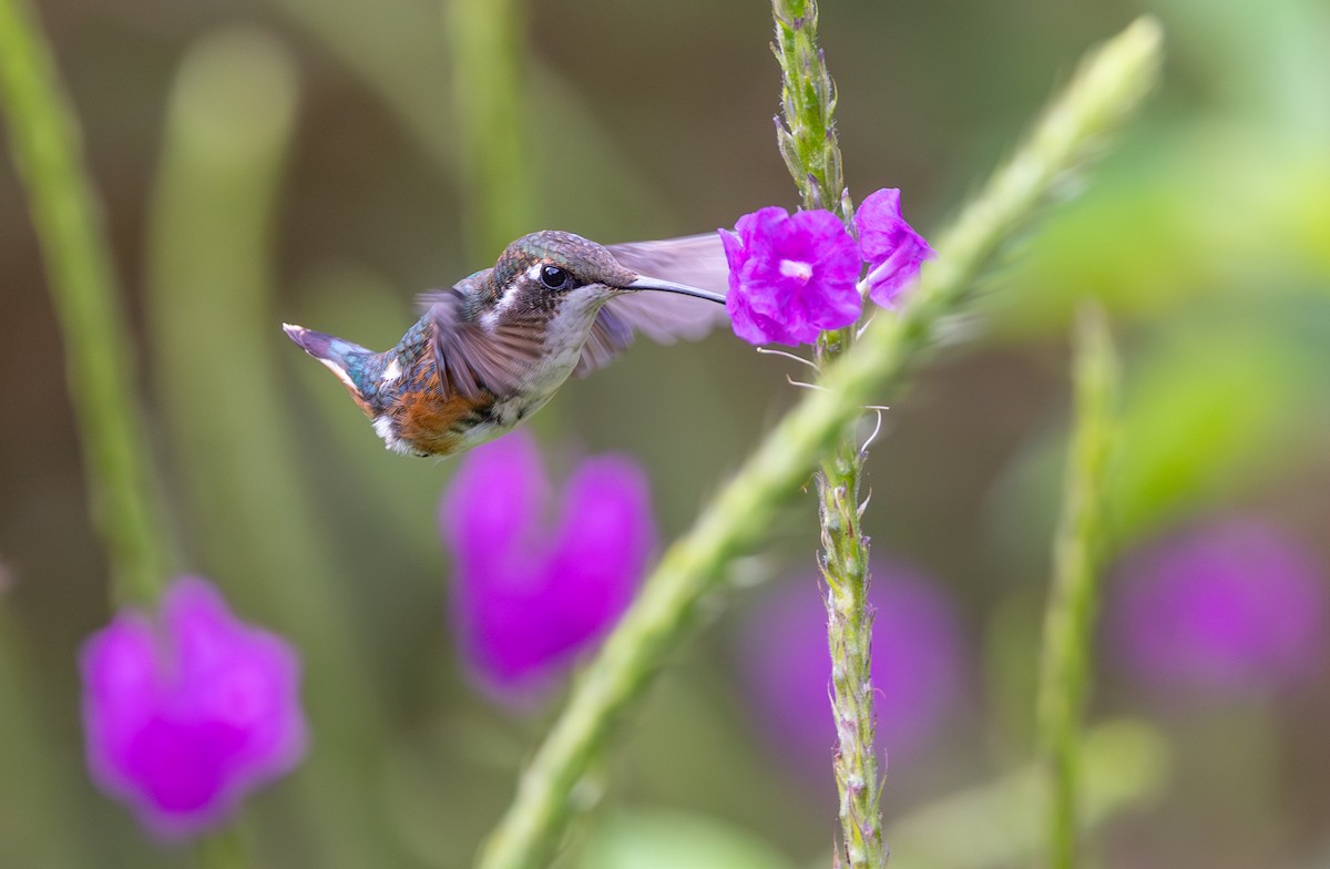 Ak Göbekli Ormanyıldızı - ML647707669