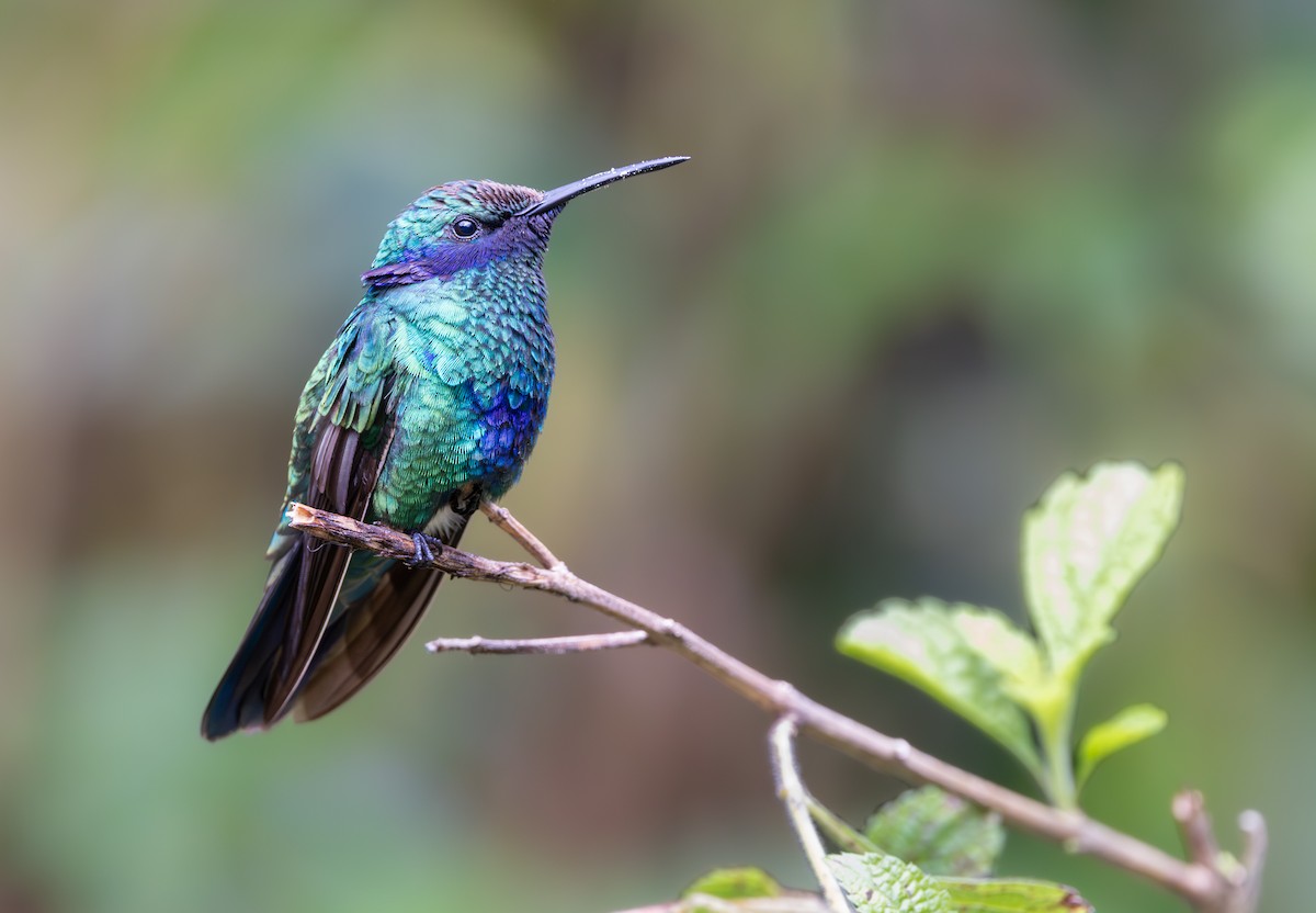 Колібрі синьочеревий - ML647707689