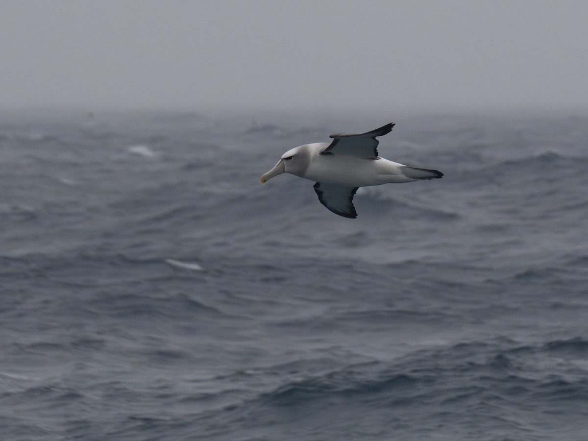 Альбатрос сірощокий - ML647707716