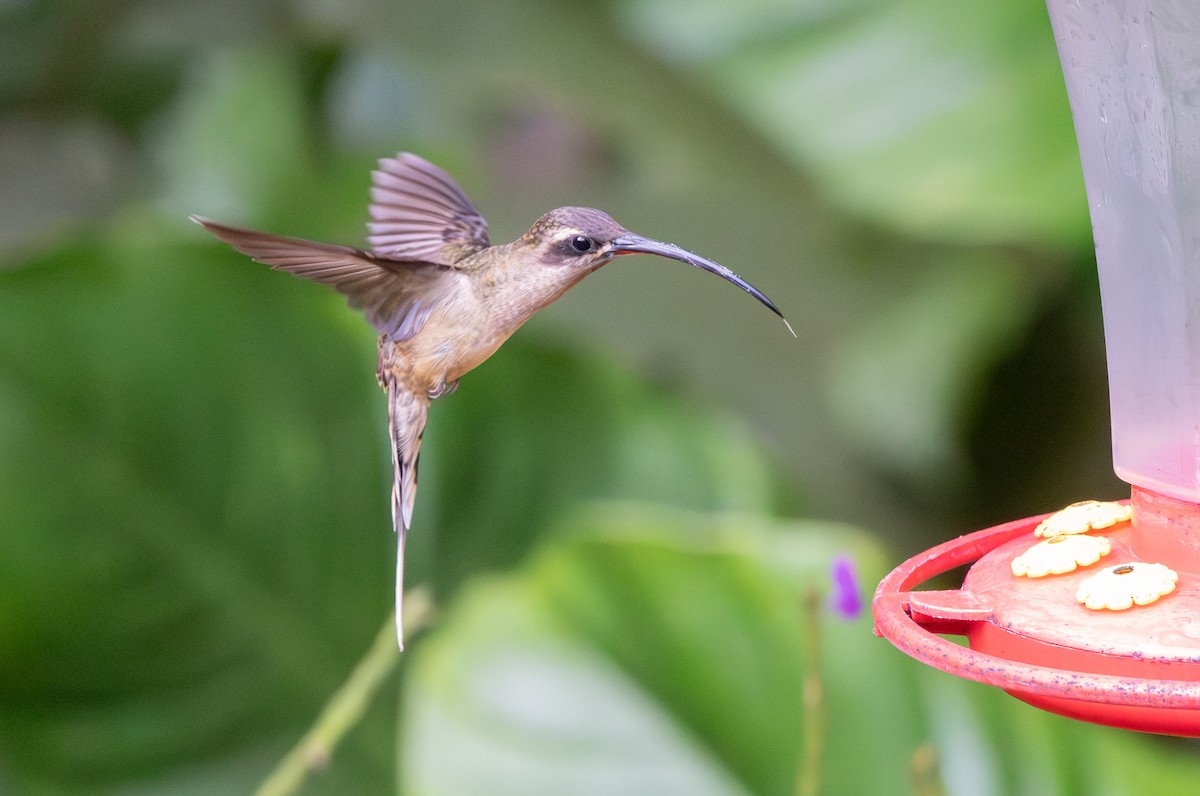 Great-billed Hermit - ML647707741