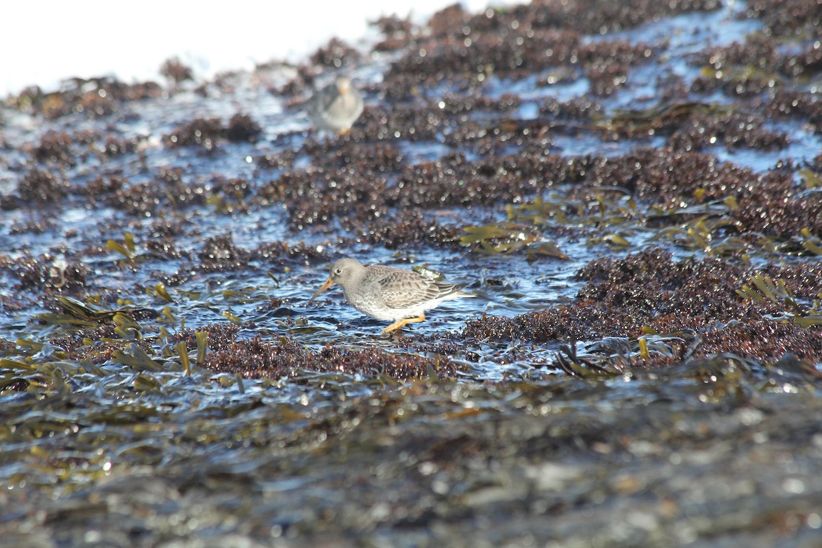 Purple Sandpiper - ML647707746