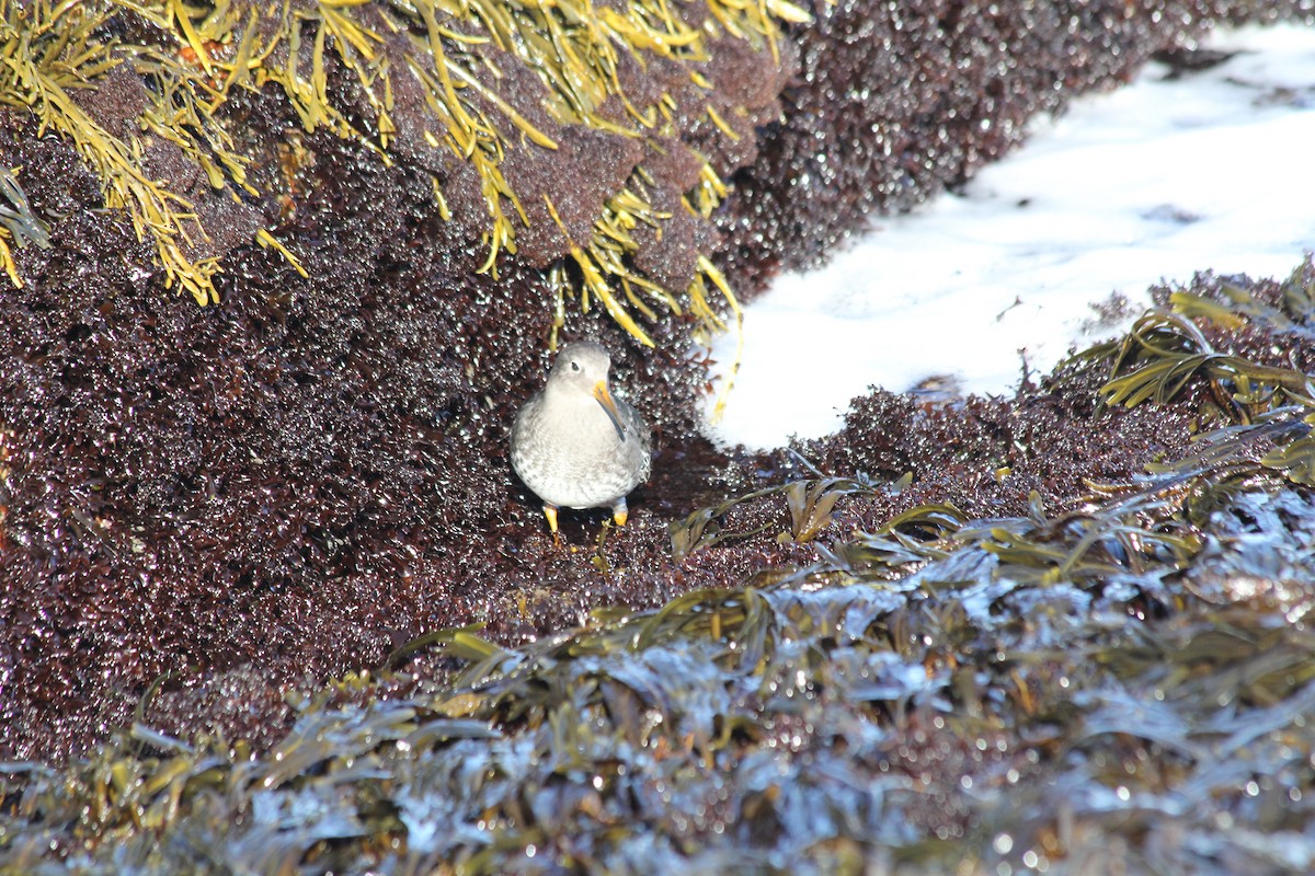 Purple Sandpiper - ML647707747