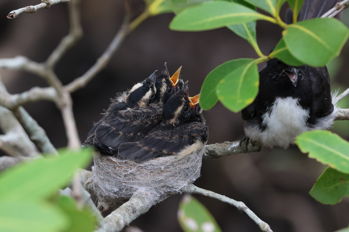 Willie-wagtail - ML647707750