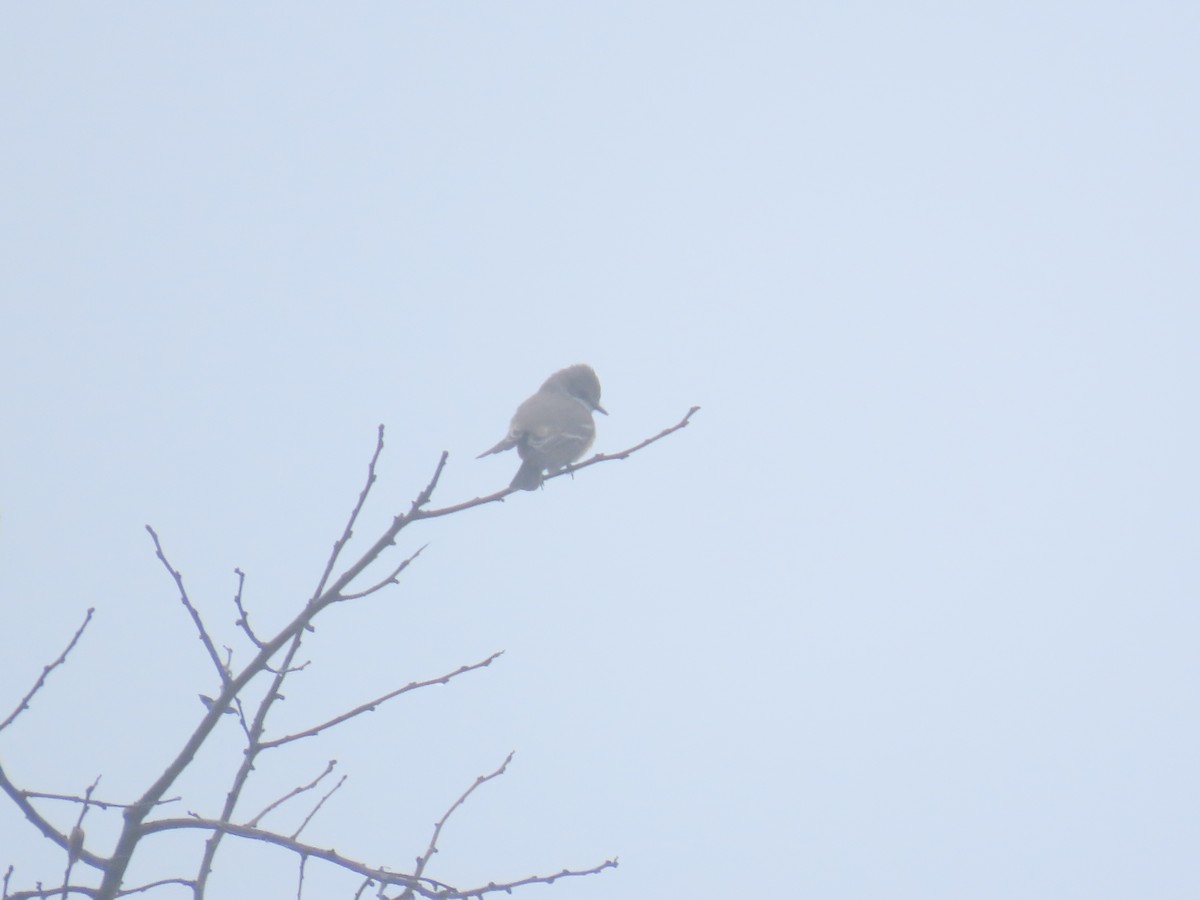 Vermilion Flycatcher - ML647707751