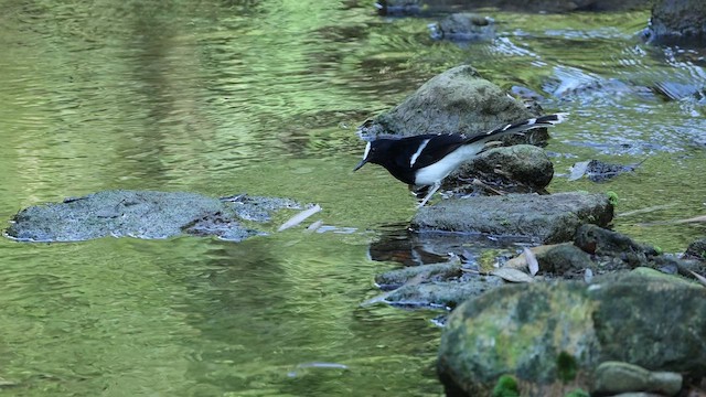 White-crowned Forktail - ML647707752
