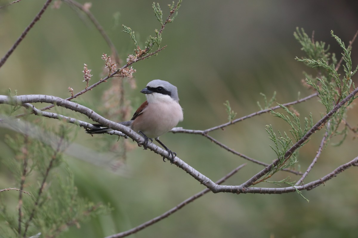 Red-backed Shrike - ML647707753