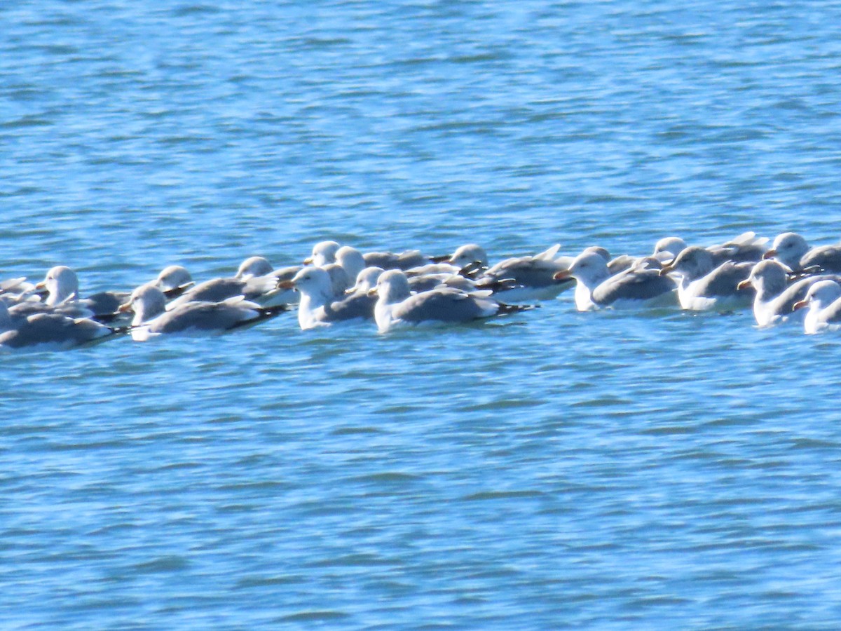 California Gull - ML647707761