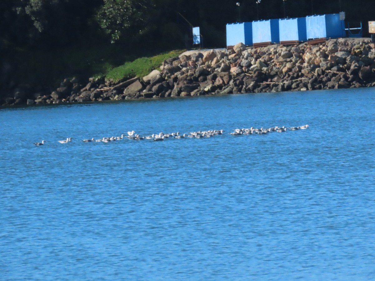 California Gull - ML647707762