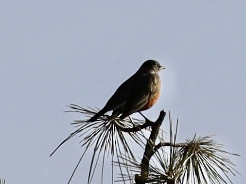 American Robin - ML647707764