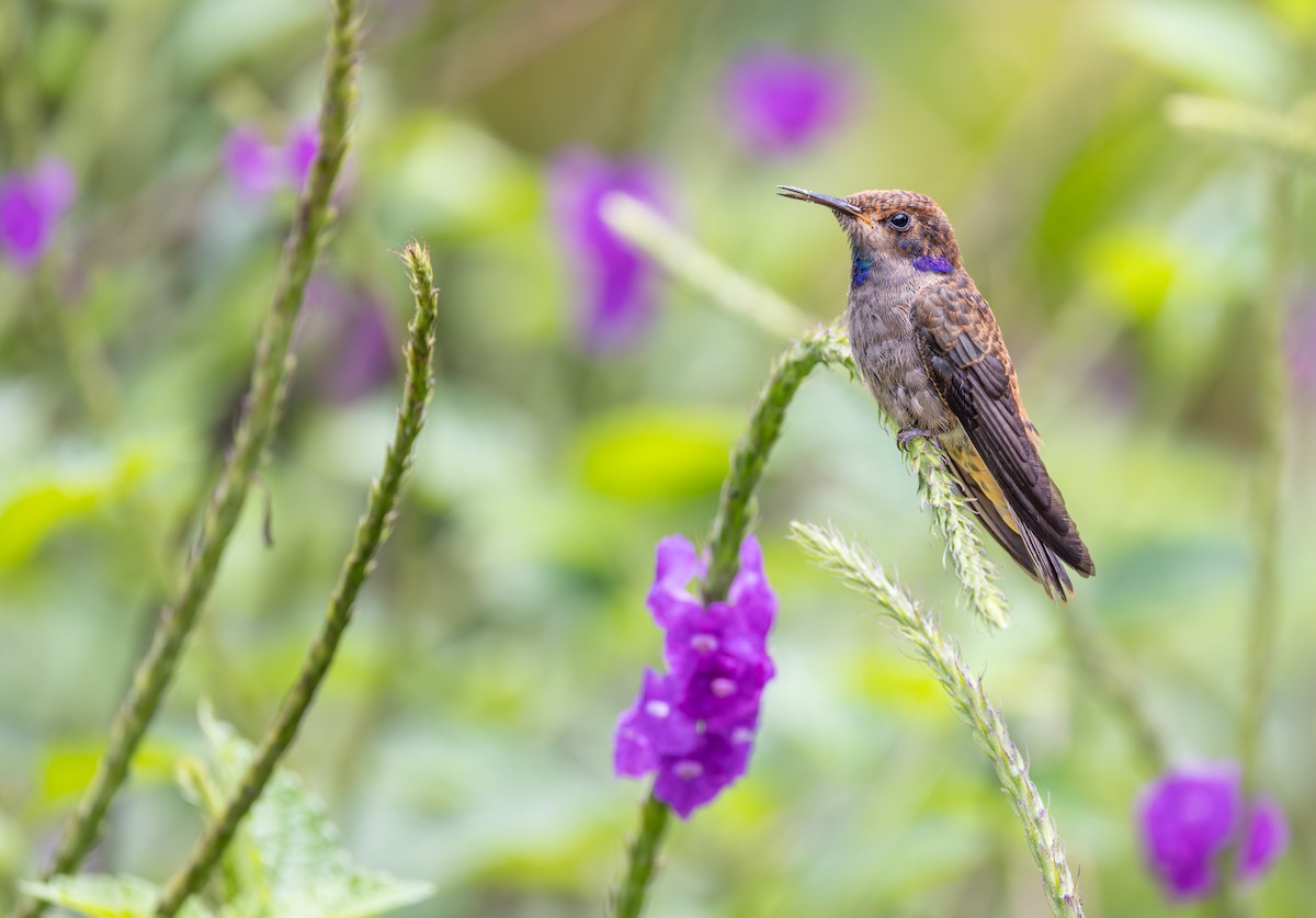Brown Violetear - ML647707765