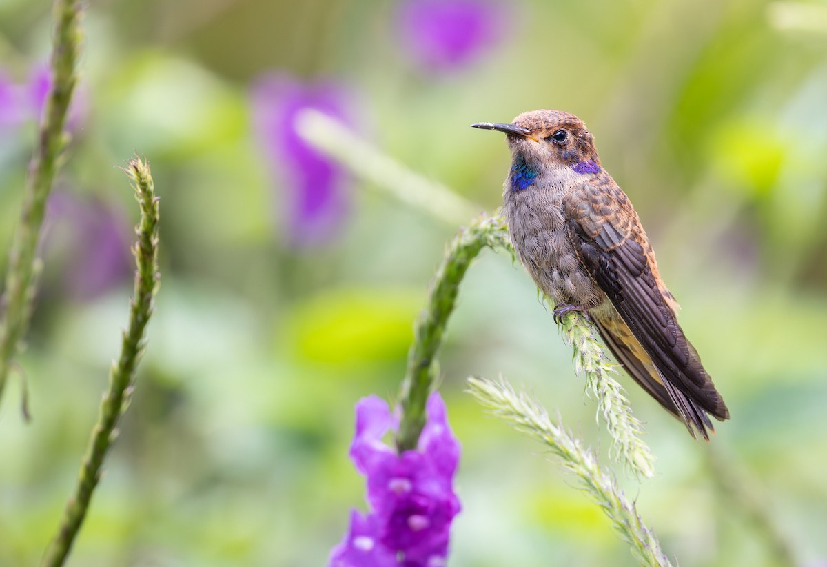 Brown Violetear - ML647707766