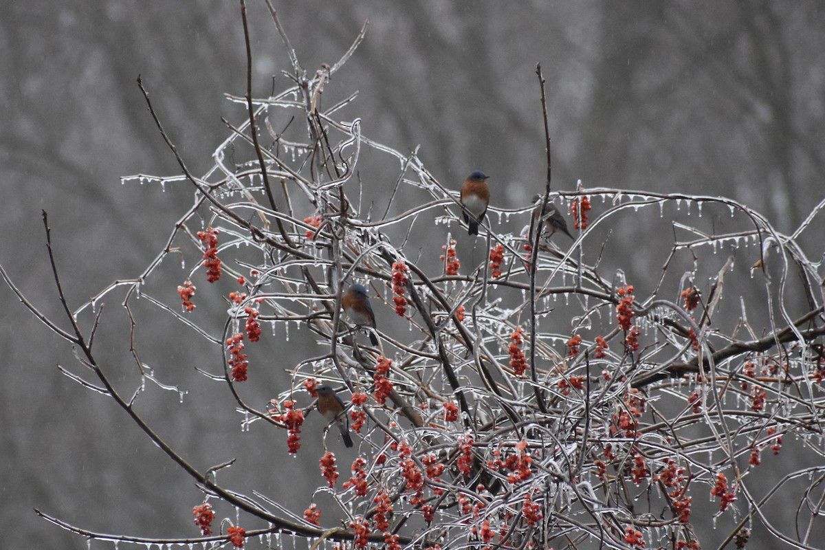 Eastern Bluebird - ML647707767