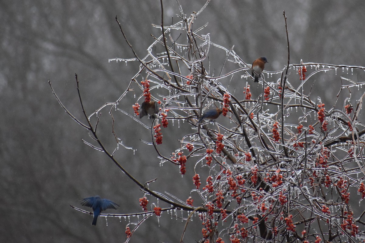 Eastern Bluebird - ML647707768