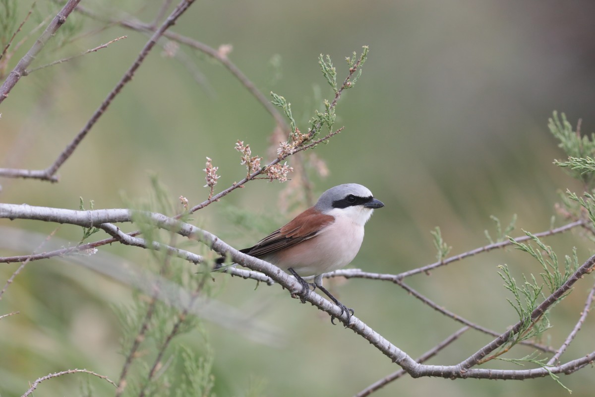 Red-backed Shrike - ML647707769