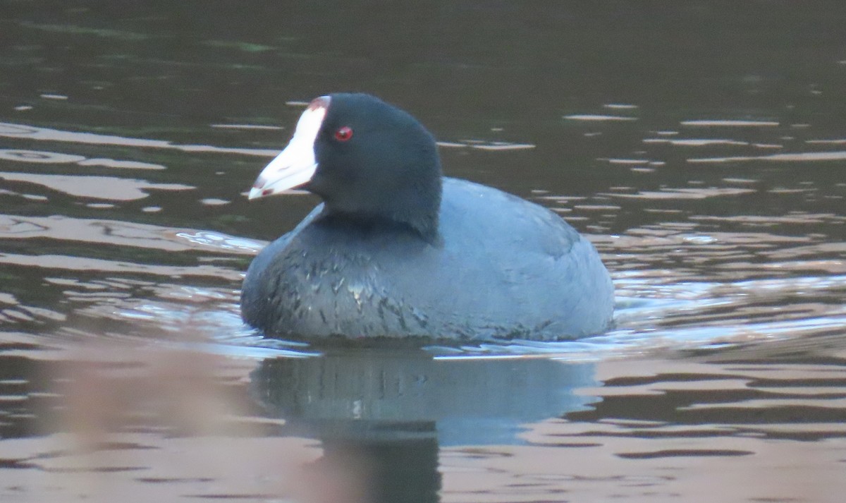 American Coot - ML647707770