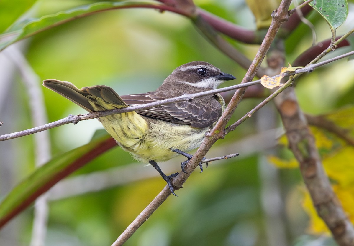 Piratic Flycatcher - ML647707771
