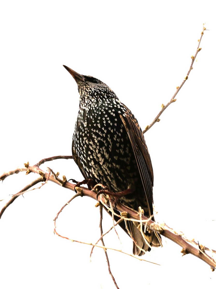 European Starling - ML647707772