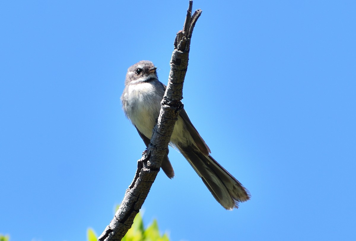 Gray Fantail - ML647707773