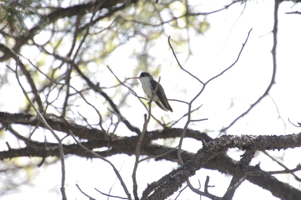 Violet-crowned Hummingbird - ML647707774