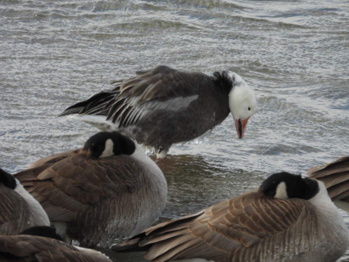 Snow Goose - ML647707775