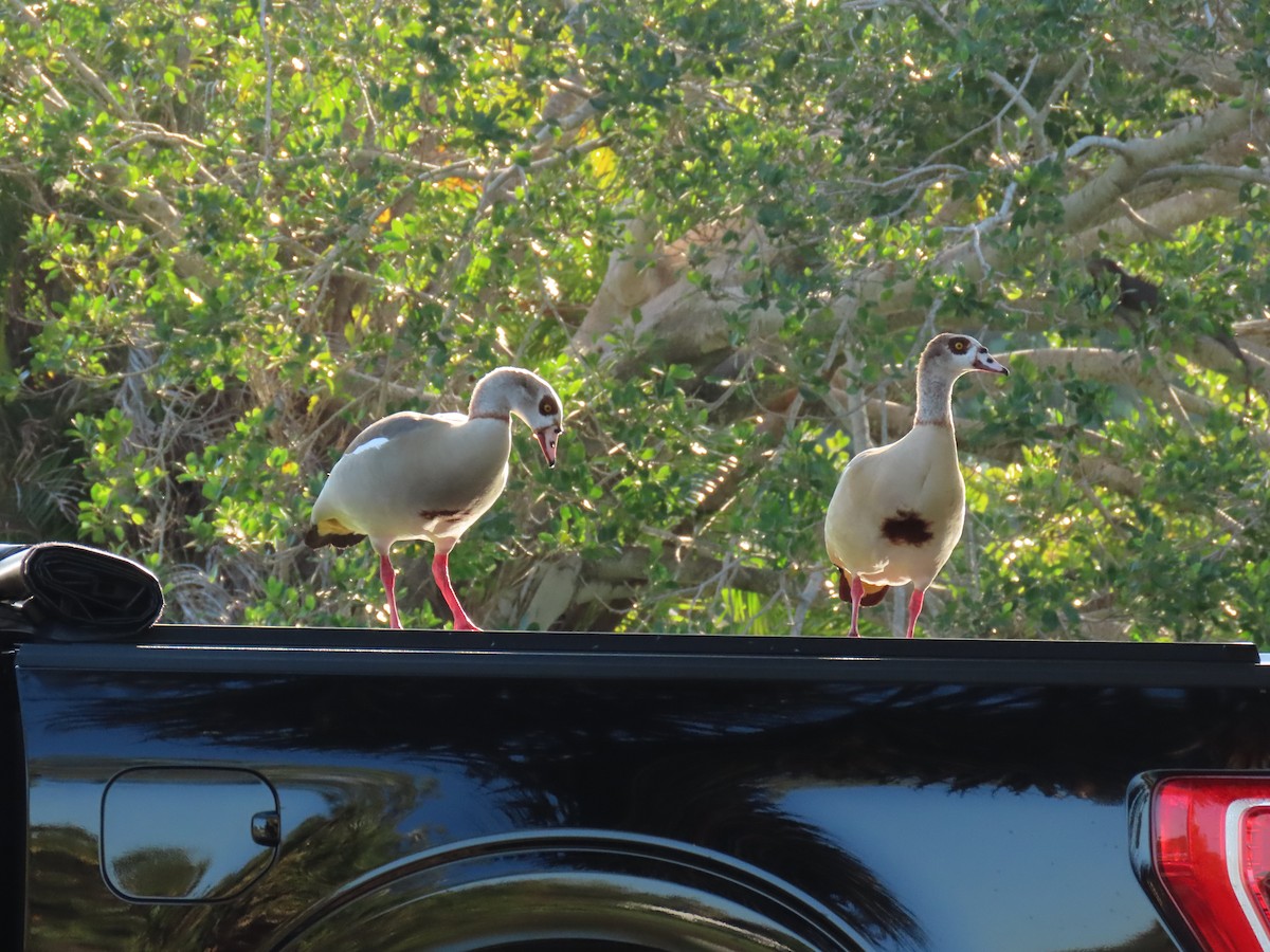 Egyptian Goose - ML647707778