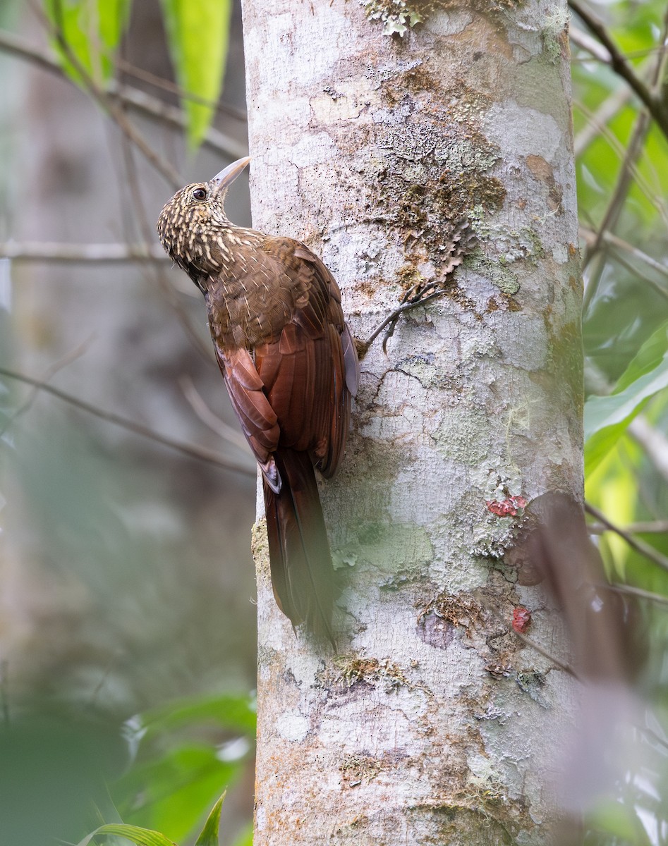 Black-banded Woodcreeper - ML647707779