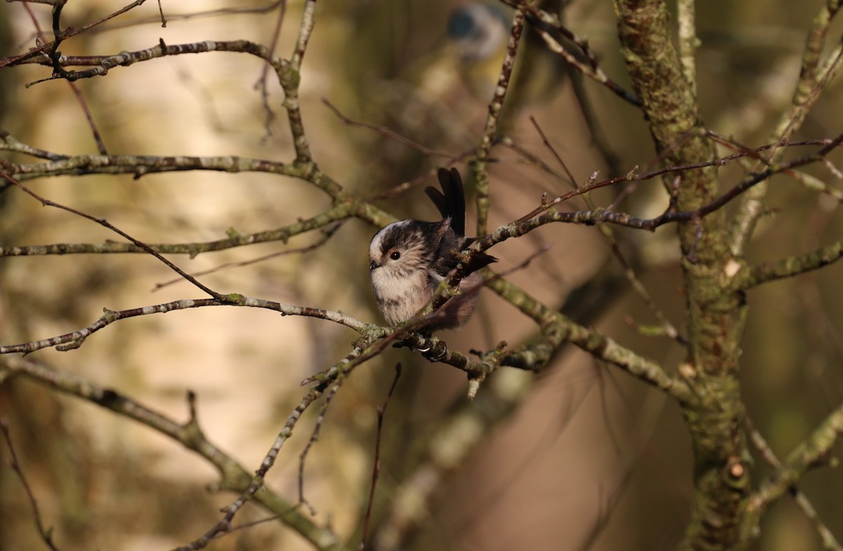 Long-tailed Tit - ML647707780