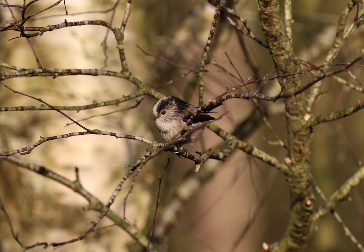 Long-tailed Tit - ML647707781