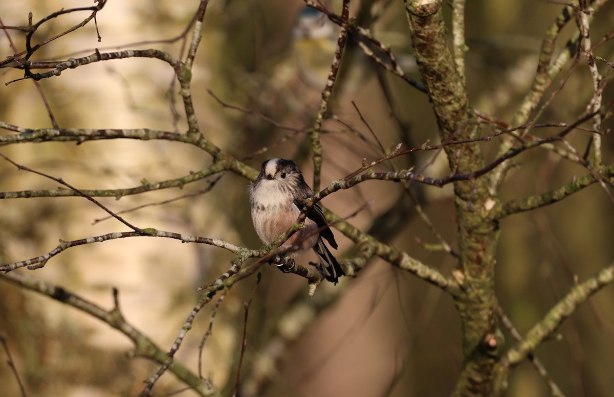Long-tailed Tit - ML647707782