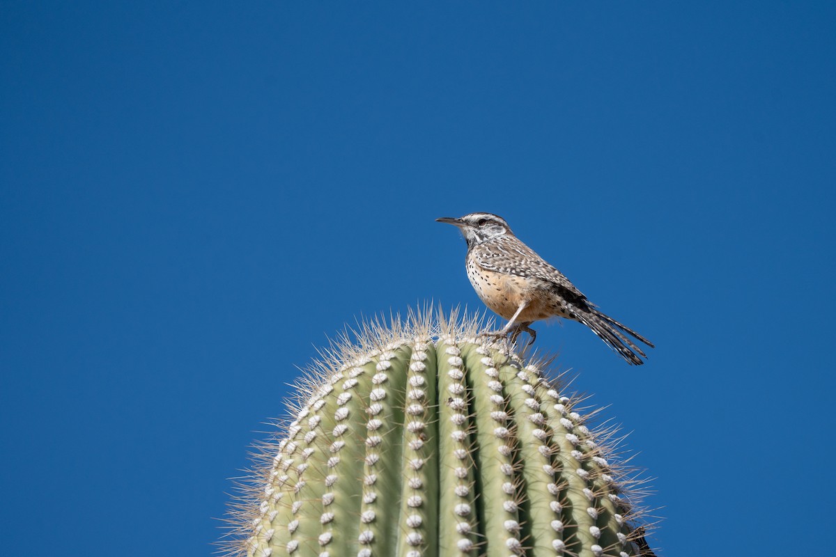 Cactus Wren - ML647707783