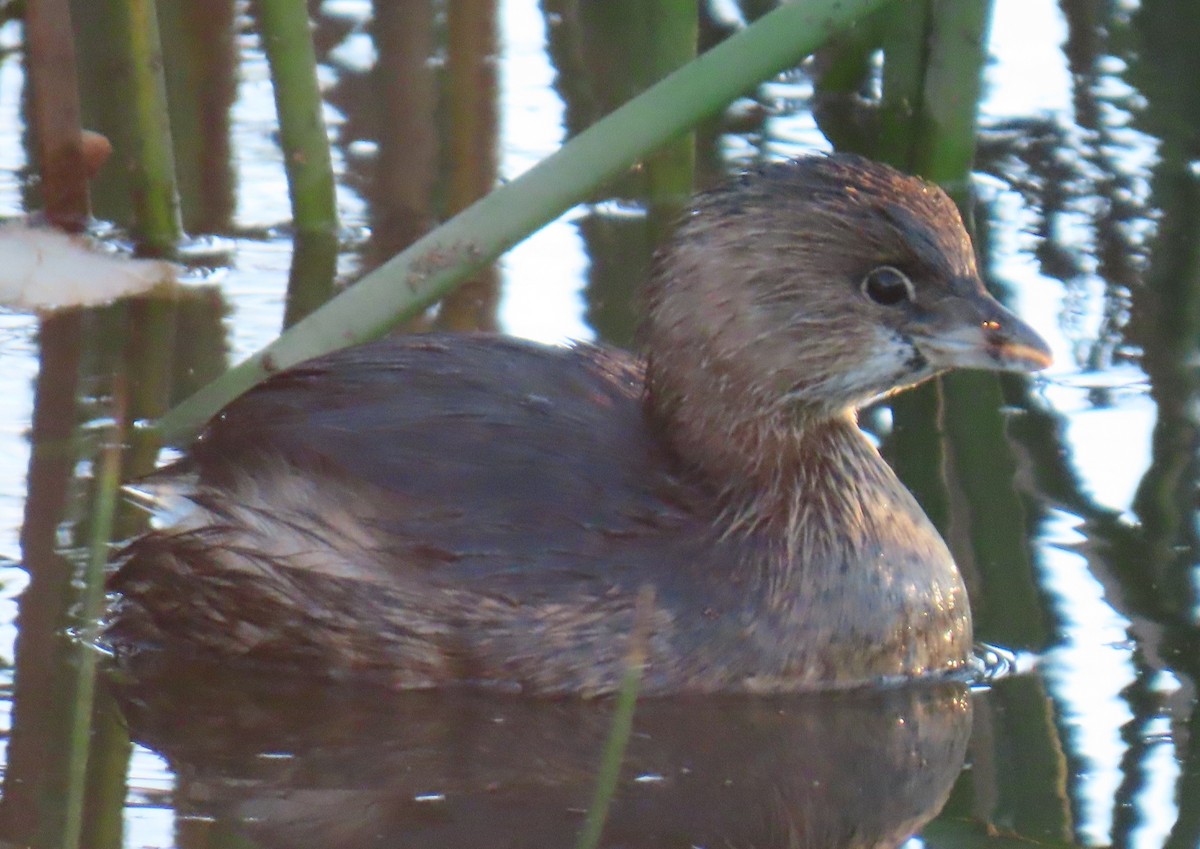Pied-billed Grebe - ML647707784