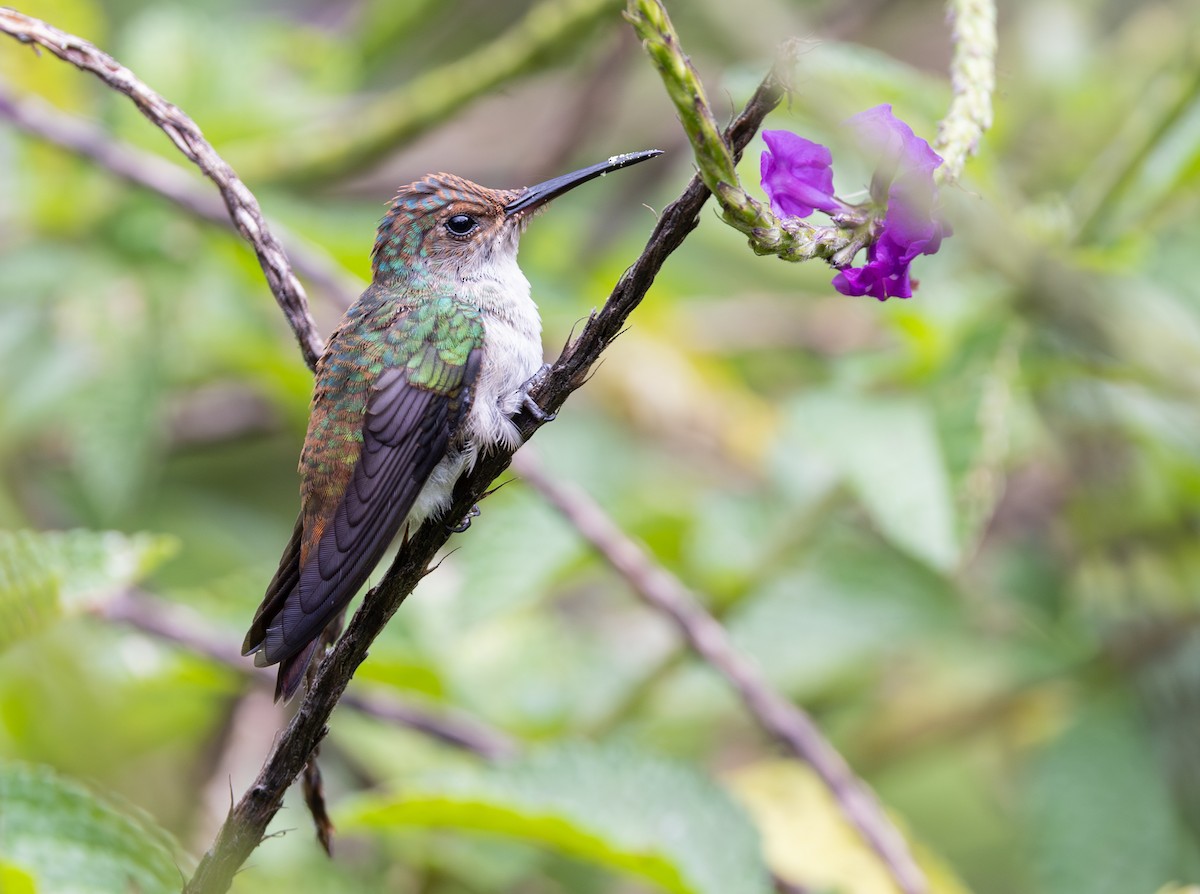 Fork-tailed Woodnymph - ML647707785