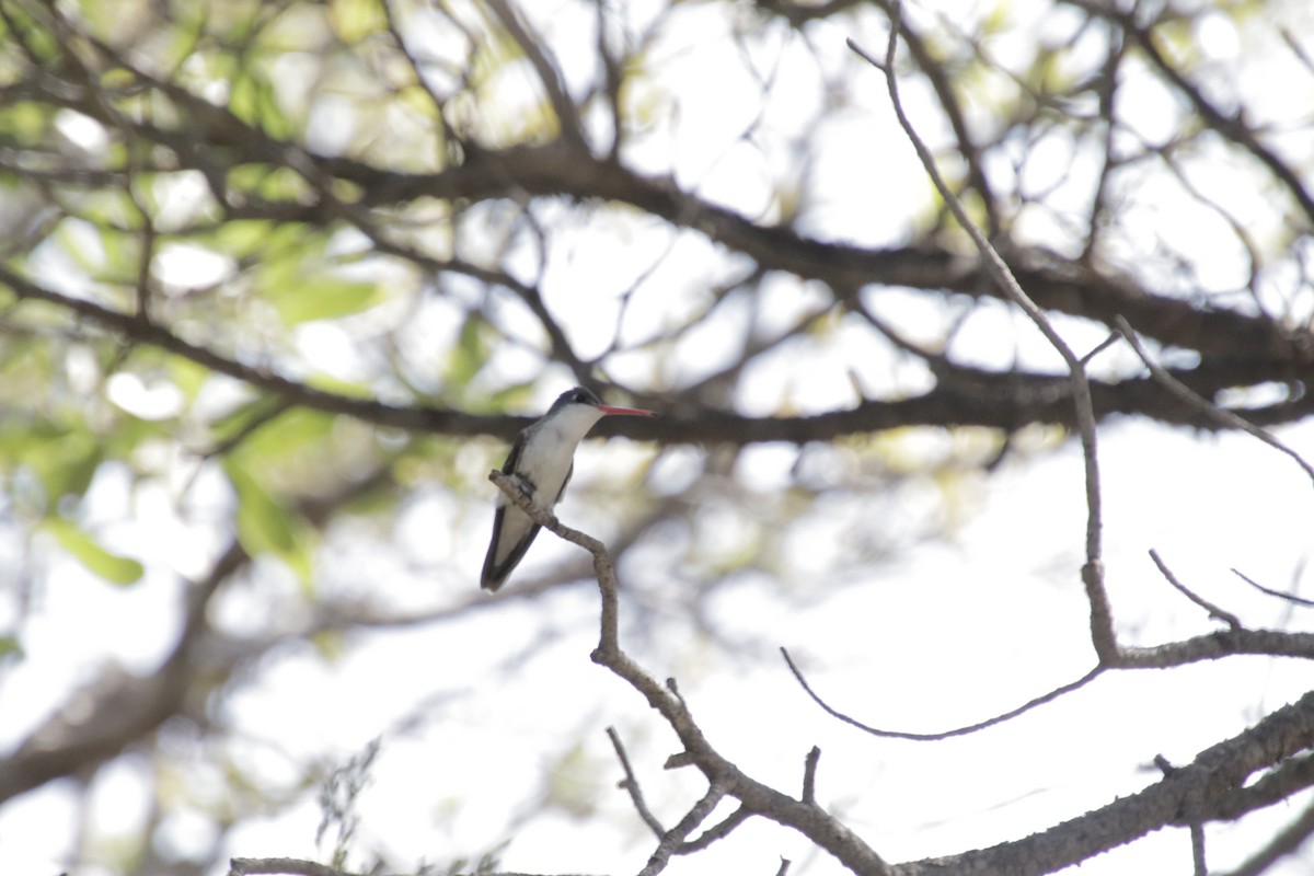 Violet-crowned Hummingbird - ML647707786