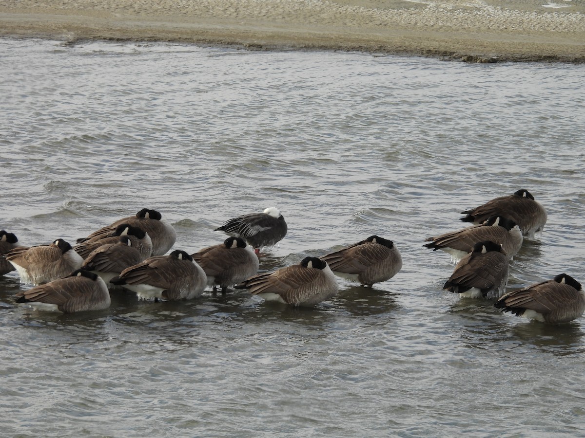 Snow Goose - ML647707787