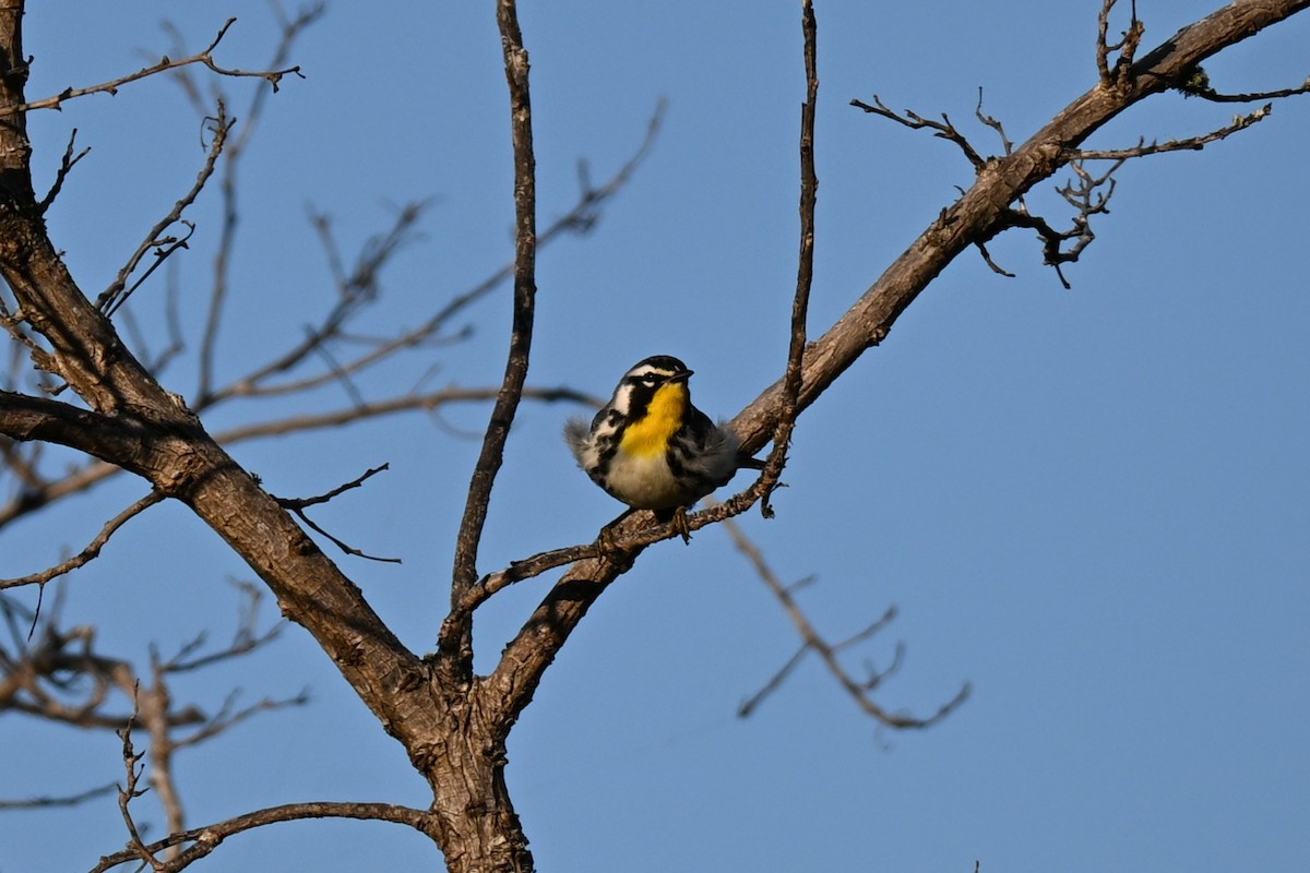 Goldkehl-Waldsänger - ML647707790