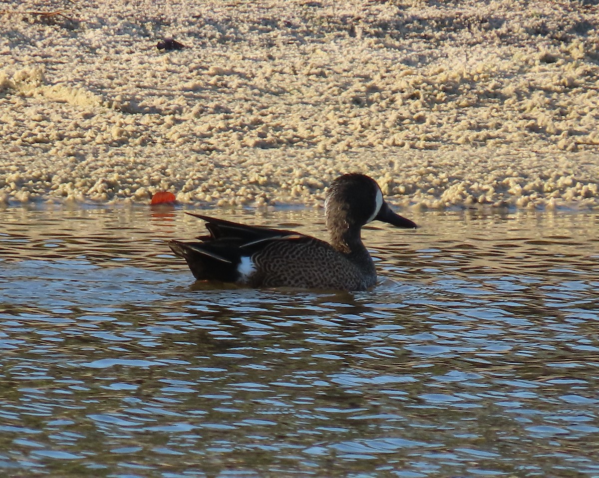 čírka modrokřídlá - ML647707796