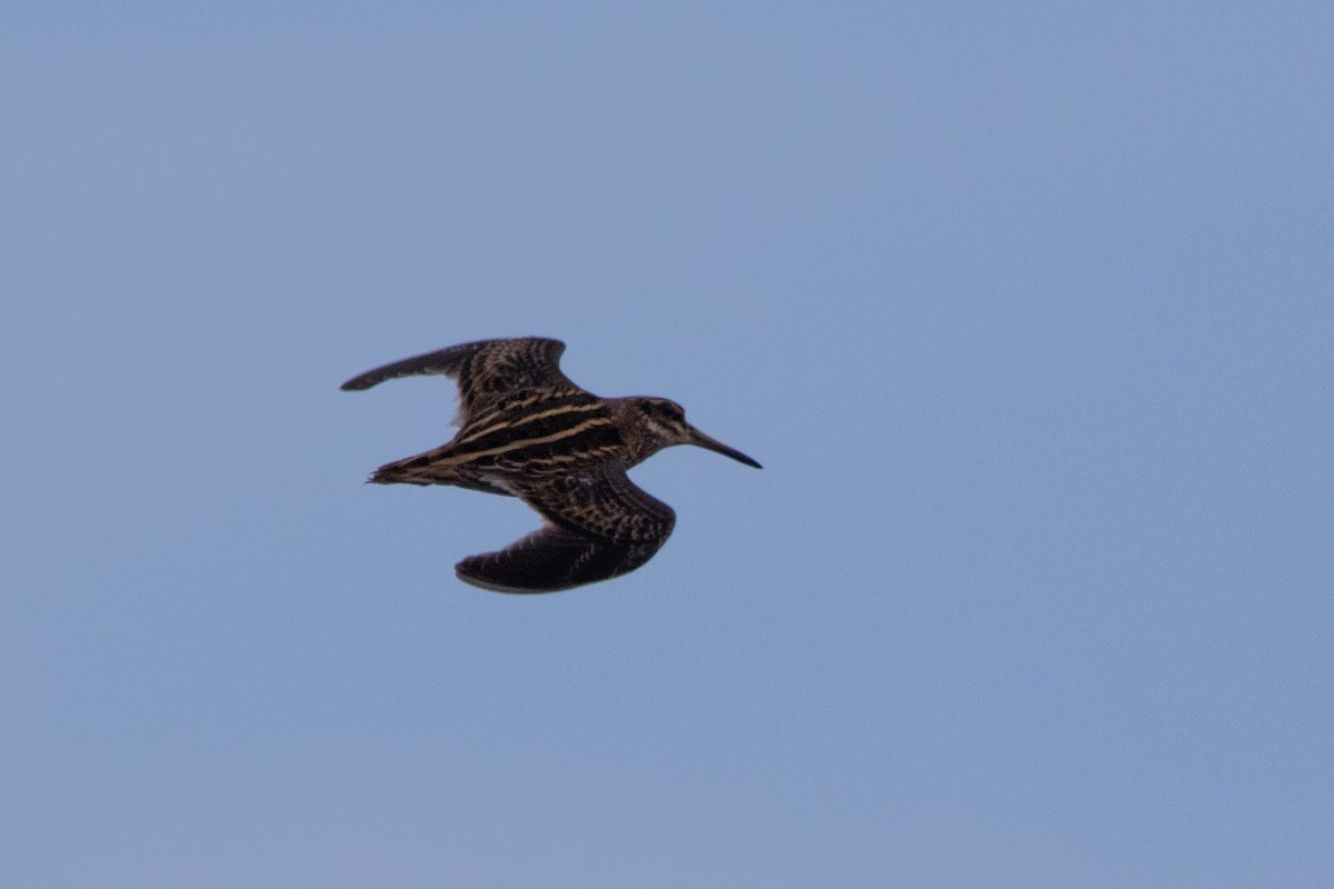 Jack Snipe - ML647707826