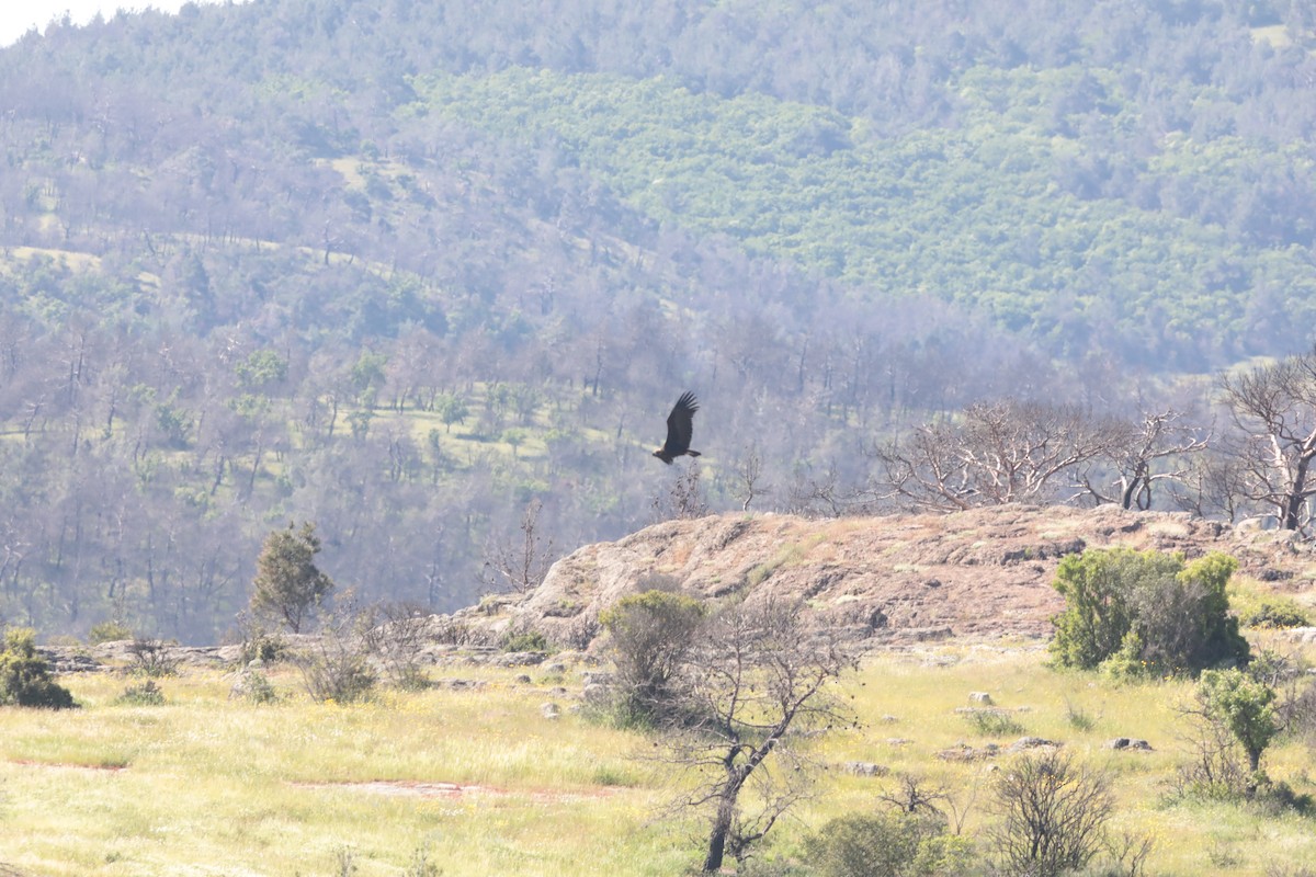 Buitre Negro - ML647707852