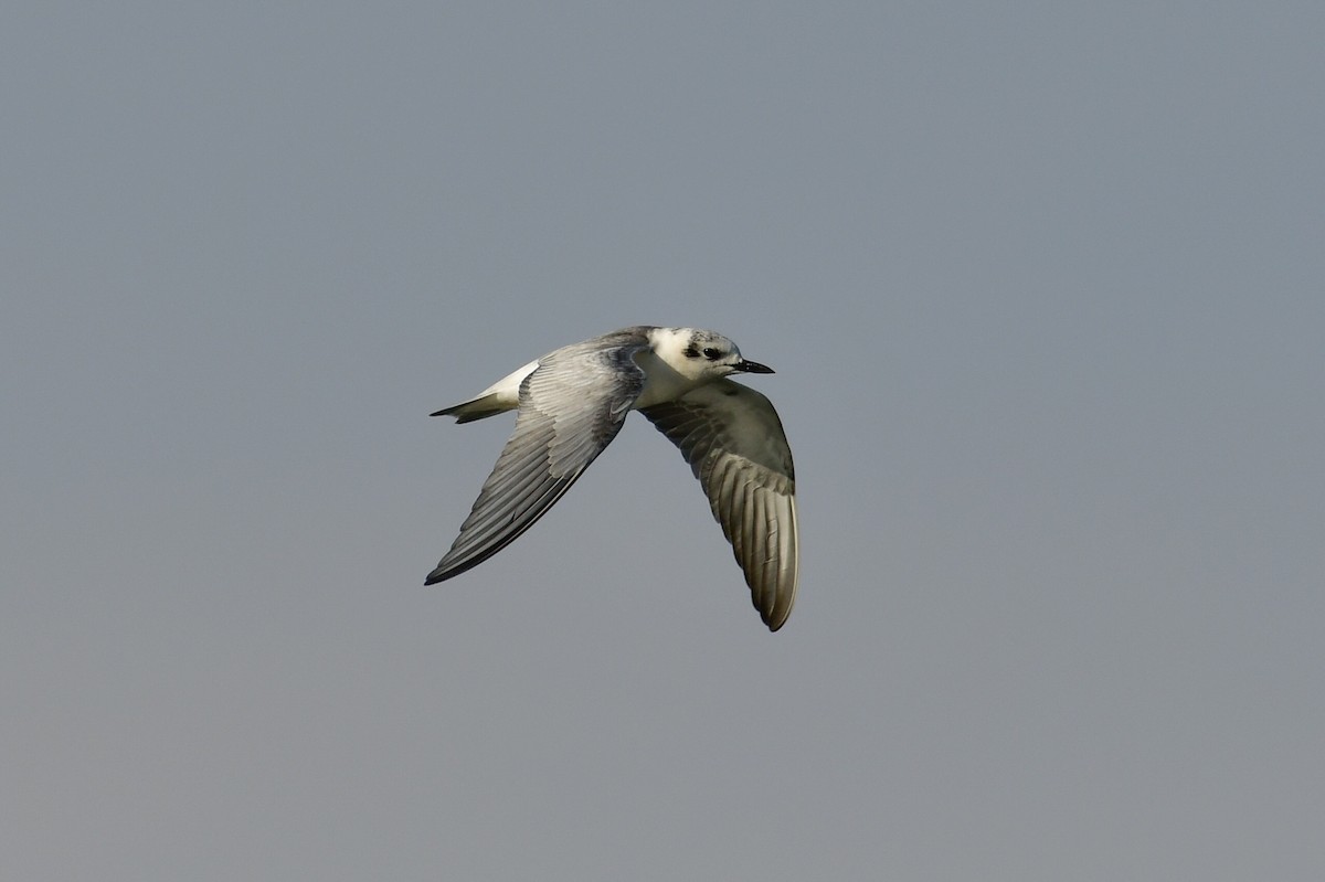 Fumarel Aliblanco - ML647707854