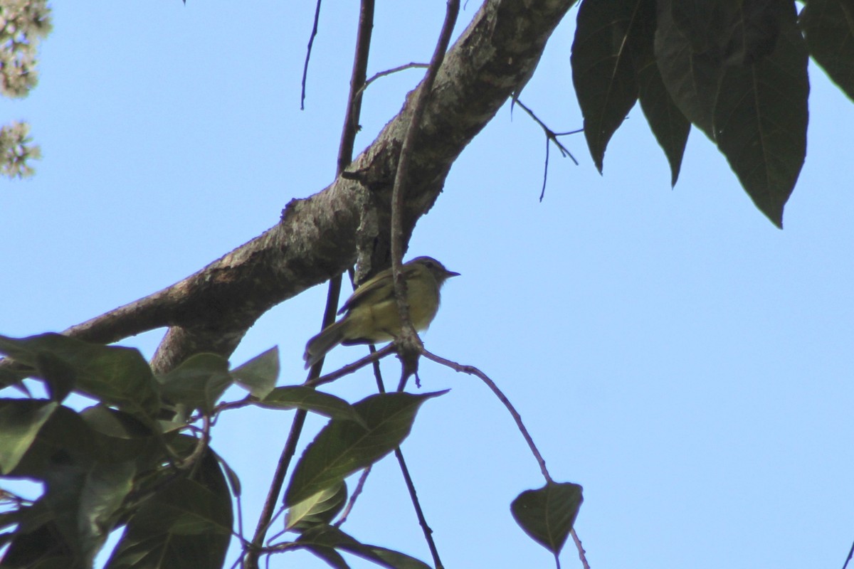 Yellow-bellied Elaenia - ML647707865