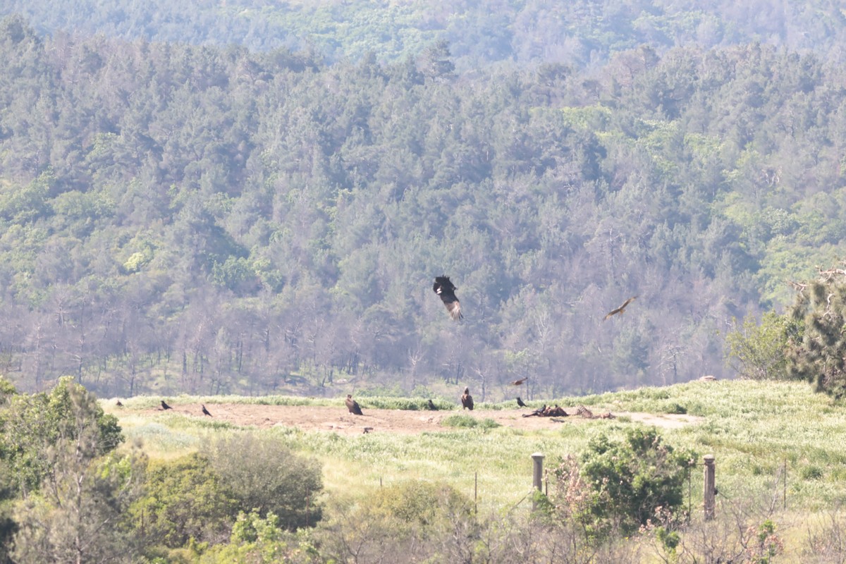 Buitre Negro - ML647707886