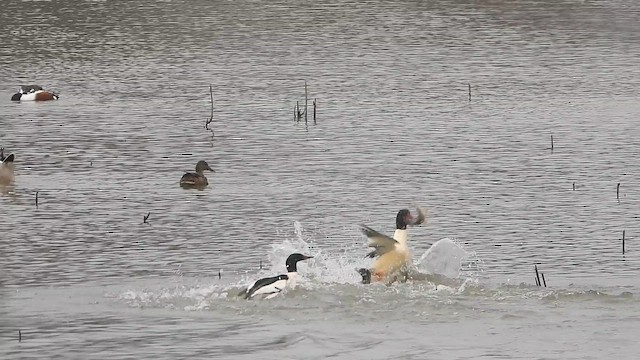 Smergo maggiore - ML647707890