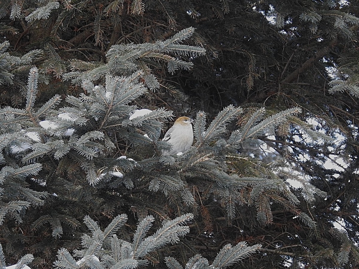 Hakengimpel - ML647707903