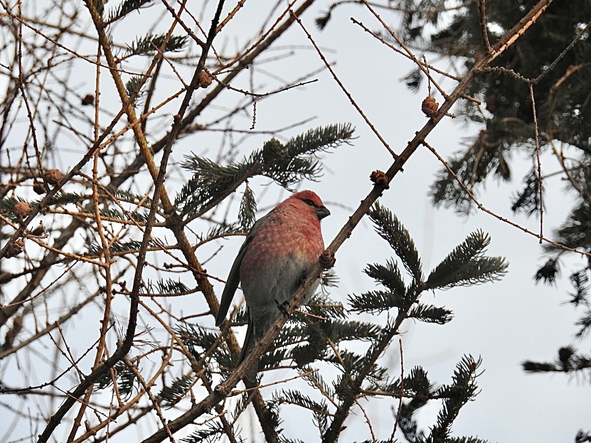 Hakengimpel - ML647707904