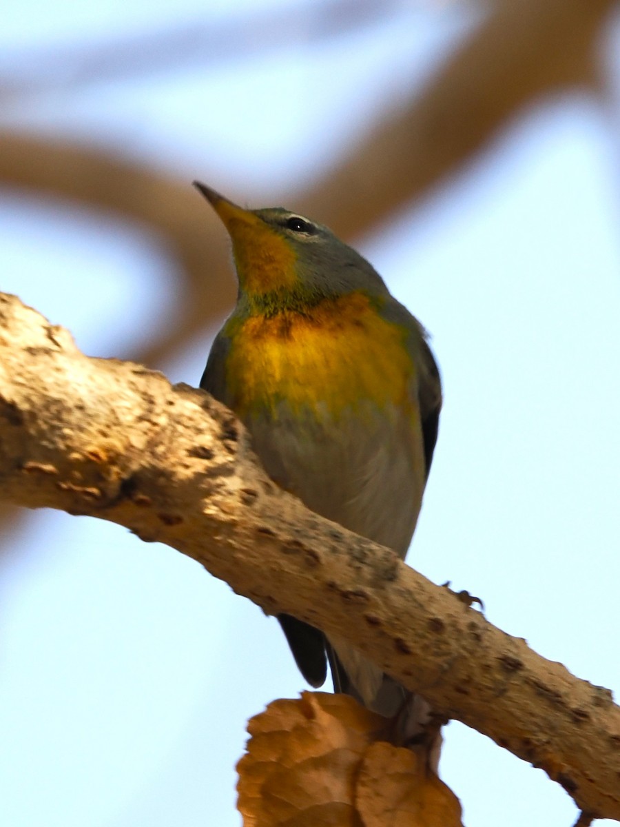 Northern Parula - ML647707906